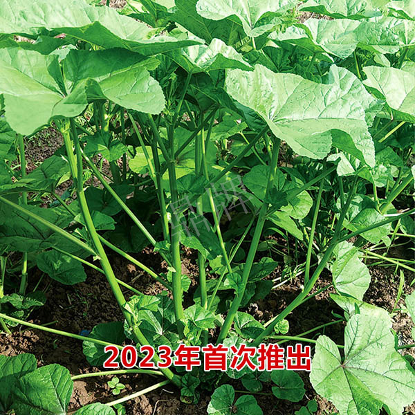 東漢菜種子青脆東漢菜